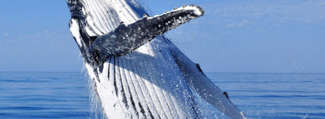 Whale Watching Tours