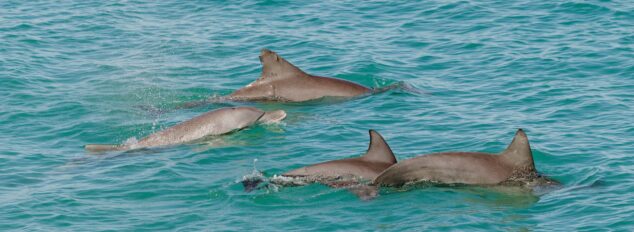 Whale and dolphin watching