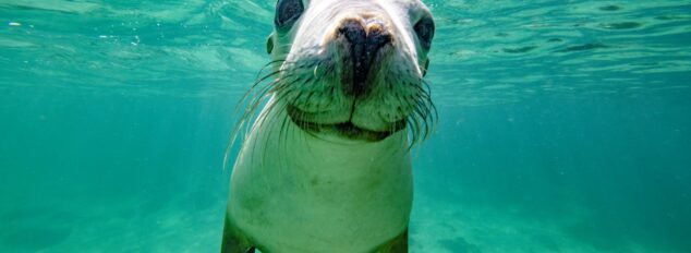 Swim with sea lions