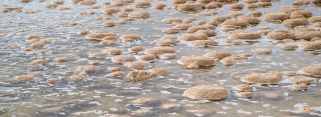 Lake Thetis Thrombolites