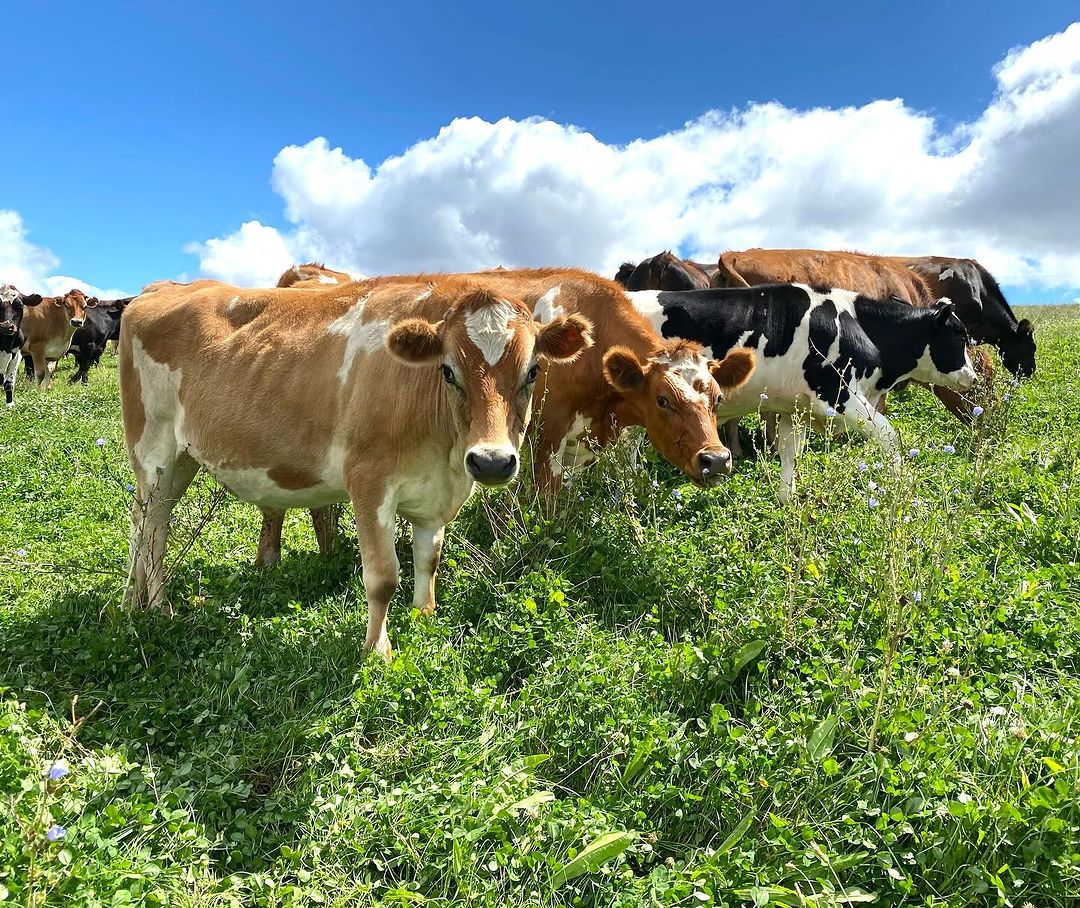 Cows in open grasslands at Lake Janis Farm, Pemberton