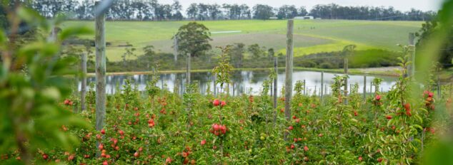 New Leaf Orchard Cidery