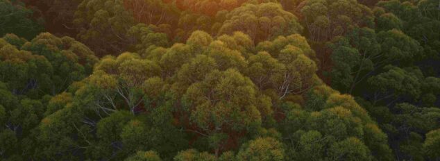 Gloucester Tree