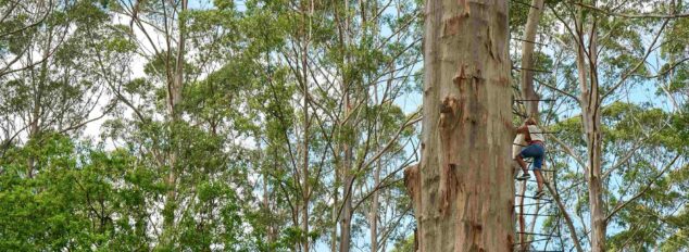 Gloucester Tree