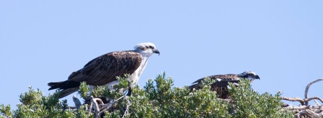 Capes Raptor Centre