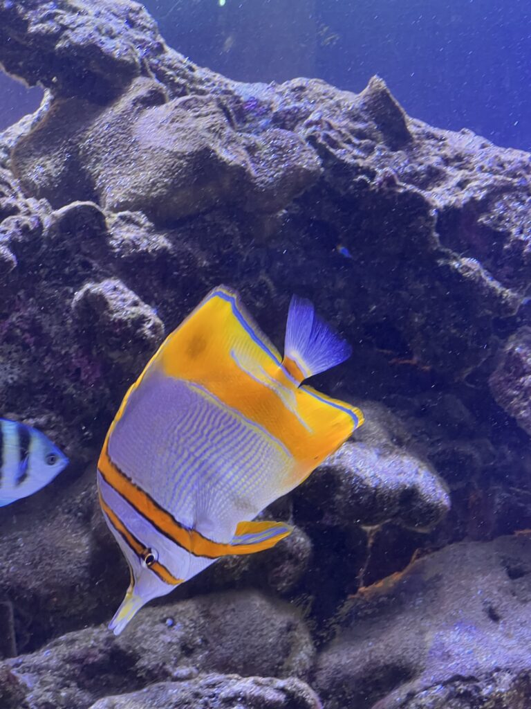 Fish at Ocean Park Aquarium