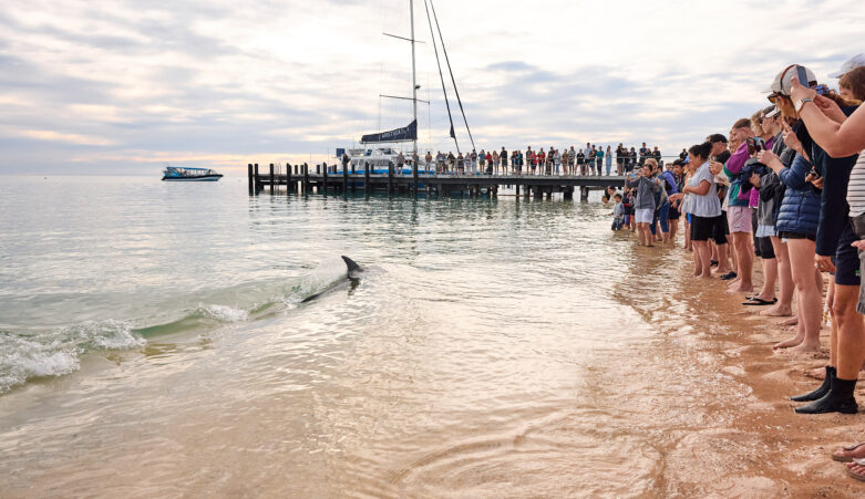 Dolphin swimming in the shallows whilst may onlookers view and take photos