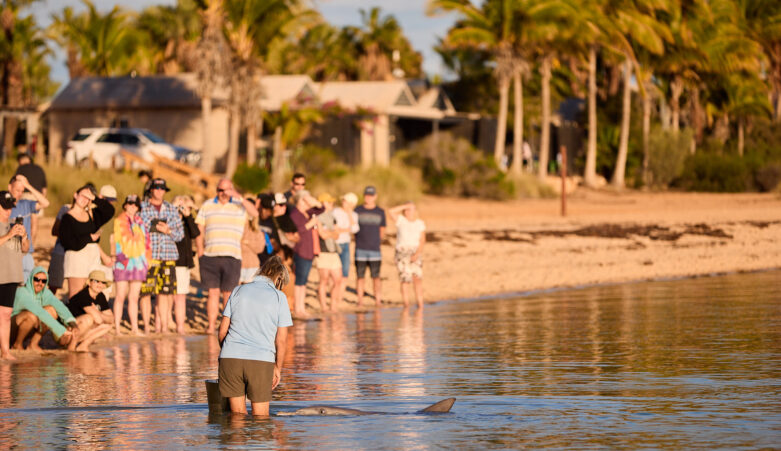 Dolphin swimming in the shallows approaching conservation staff whilst onlookers stand on the beach