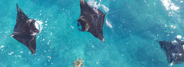 Coral Bay manta ray tour