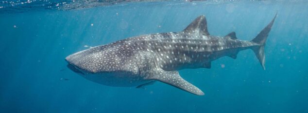 Coral Bay whale shark tour