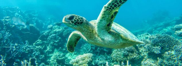 Coral Bay turtle season