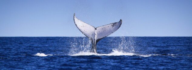 Coral Bay humpback whale tours