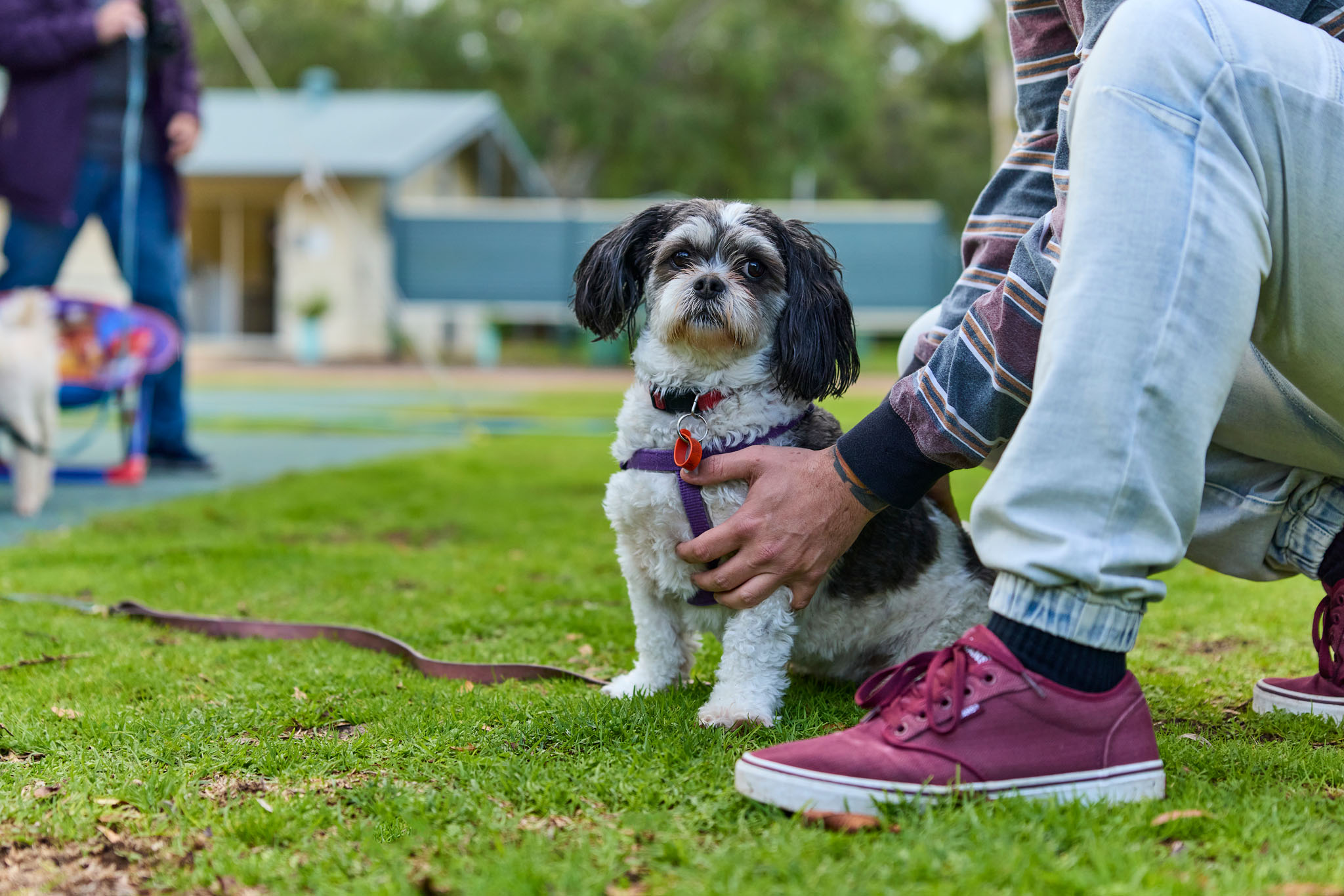 Pet Friendly Things To Do In Busselton RAC Parks Resorts