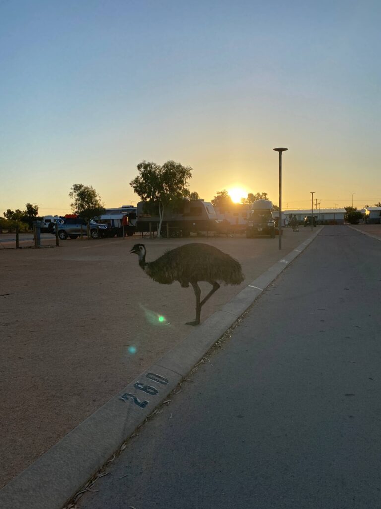 Emu crossing the road at sunset