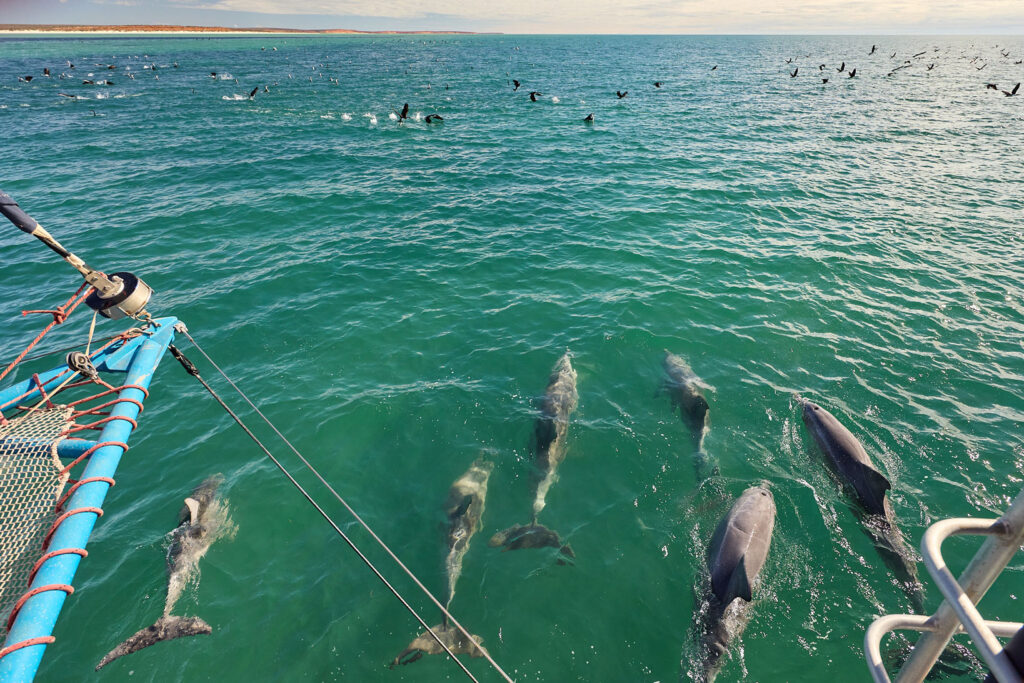 A pod of dolphins swimming in front of the catamaran cruise in Monkey Mia